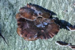 Winter-Stielporling (Lentinus brumalis)