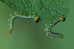 Breitfssige Birkenblattwespe (Craesus septentrionalis)