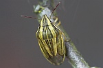 Spitzling (Aelia acuminata)