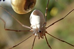 Weberknecht (Phalangium opilio) Weberknecht (Phalangium opilio)