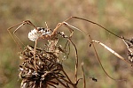 Weberknecht (Phalangium opilio)