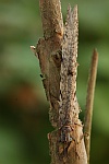 Geflecktflglige Ameisenjungfer (Euroleon nostras)
