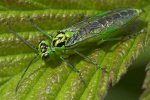 Grne Blattwespe (Rhogogaster viridis)
