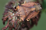 Nrdliche Fruchtwanze (Carpocoris fuscispinus)