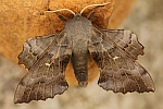 Pappelschwrmer (Laothoe populi)