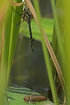 Blaugrne Mosaikjungfer (Aeshna cyanea)
