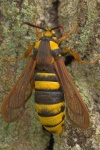 Hornissen-Glasflgler (Sesia apiformis)