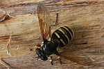 Gemeine Wespenschwebfliege (Chrysotoxum cautum)