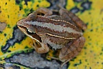 Moorfrosch (Rana arvalis)