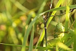 Grnes Heupferd (Tettigonia viridissima)