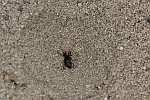 Geflecktflglige Ameisenjungfer (Euroleon nostras)