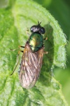 Goldgrne Waffenfliege (Chloromyia formosa)