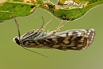 Seerosenznsler (Elophila nymphaeata)