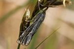 Znsler Thisanotia-chrysonuchella