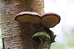 Birkenporling (Piptoporus betulinus)