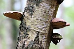 Birkenporling (Piptoporus betulinus)