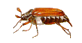 Coleoptera(Kfer)