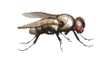 Diptera(Zweiflgler)
