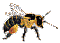 Hymenoptera (Hautflügler)