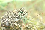 Kreuzkrte (Bufo calamita)