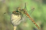 Gemeine Heidelibelle (Sympetrum vulgatum)