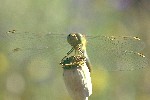 Gemeine Heidelibelle (Sympetrum vulgatum)