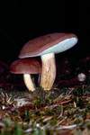 Maronenrhrling (Xerocomus badius)