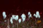 Schopftintling (Coprinus comatus) - essbar