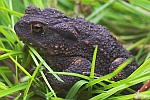 Erdkrte (Bufo bufo)