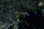 Holzwespenschlupfwespe (Rhyssa persuasoria)