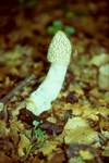 Stinkmorchel (Phallus impudicus)