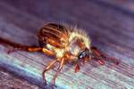 Gerippter Brachkfer (Amphimallon solstitiale)
