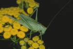 Grnes Heupferd (Tettigonia viridissima)