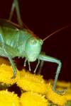 Grnes Heupferd (Tettigonia viridissima)