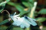 Kleiner Kohlweißling (Pieris rapae)