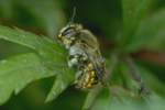 Garten-Wollbiene (Anthidium manicatum)