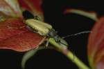 Roter Halsbock (Corymbia rubra)