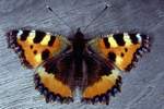 Kleiner Fuchs (Aglais urticae)