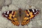 Distelfalter (Vanessa cardui)