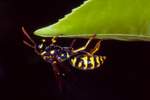 Haus-Feldwespe (Polistes dominula)