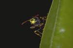Haus-Feldwespe (Polistes dominula)