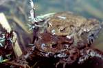 Erdkrte (Bufo bufo)
