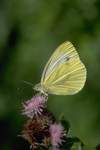 Rapsweiling (Pieris napi)