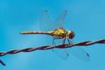 Gemeine Heidelibelle (Sympetrum vulgatum)