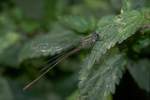 Gemeine Weidenjungfer (Lestes viridis)
