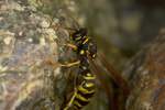Haus-Feldwespe (Polistes dominula)