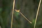Gemeine Binsenjungfer (Lestes sponsa)