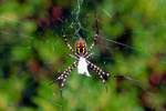 Wespenspinne (Argiope bruennichi)