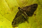 Rotgebnderter Bltenspanner (Gymnoscelis rufifasciata)