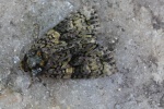 Liguster-Rindeneule (Craniophora ligustri)